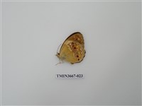 藏品(蛺蝶科(1))的圖片